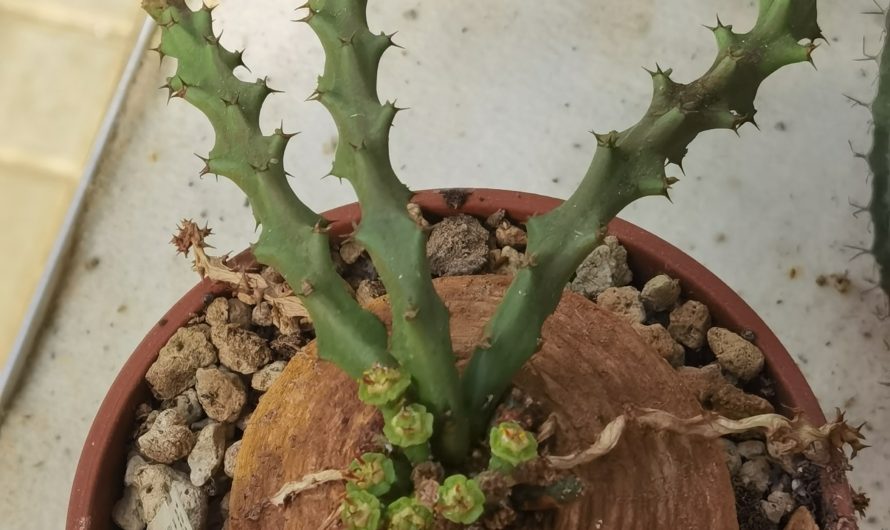 Euphorbia decidua, Malawi, Zimbabwe, Zambia, 3025
