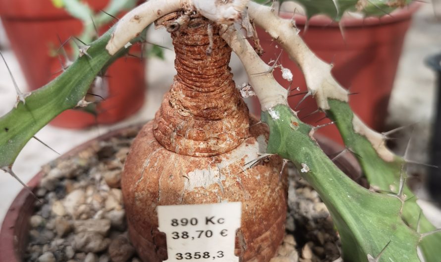 Euphorbia burana, Maktau, Kenya, 3358