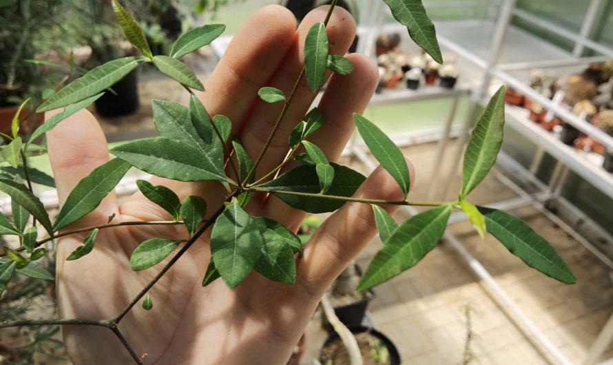 Euphorbia mahabokensis, 2 plants