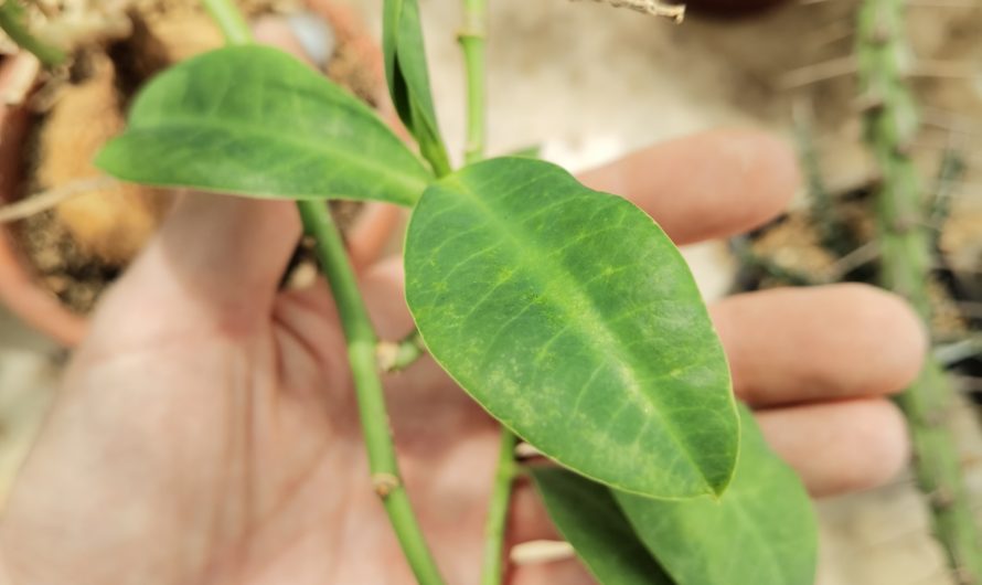 Euphorbia maritae, Kenya, 3325