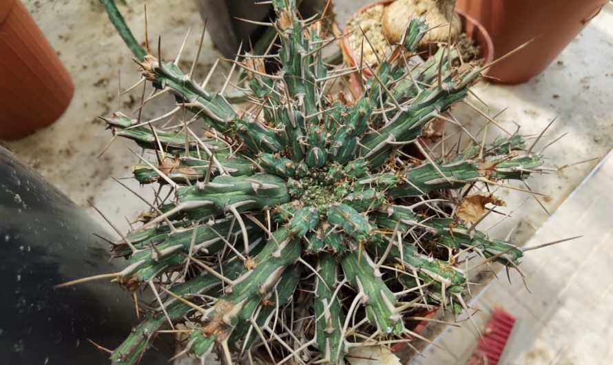 Euphorbia kalissana, N. Marsabit, Kenya, 5053