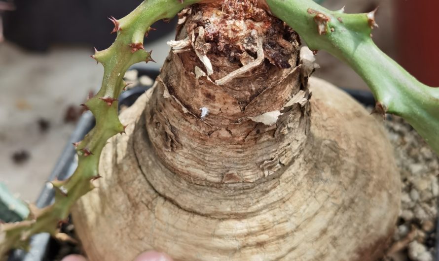 Euphorbia decidua, Malawi, Zimbabwe, Zambia, 10-11cm, 3025