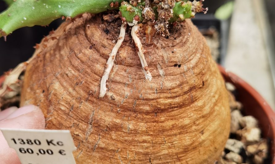 Euphorbia decidua, Malawi, Zimbabwe, Zambia, 5cm, 3025