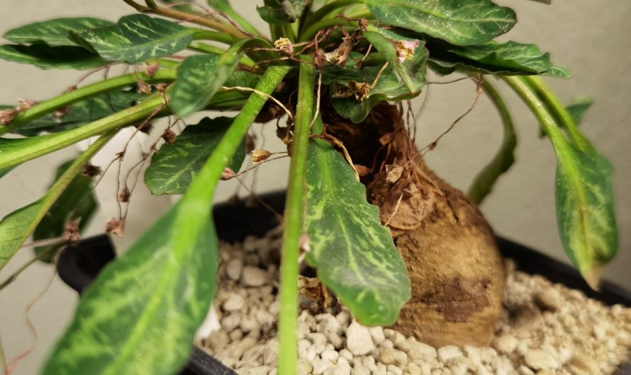 Euphorbia sp. nova aff. primulifolia, variegated leaf, Manakana, 7183 – 2 plants