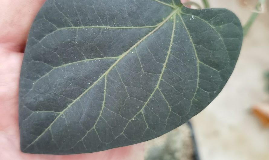 Adenia stylosa, red leaf form, Akarana, Madagascar, 3951