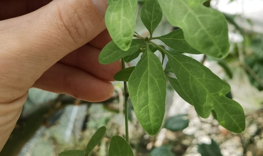 Adenia sp. nova digitate leaf