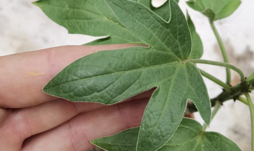 Adenia volkensii – plant 1, hairy leaf