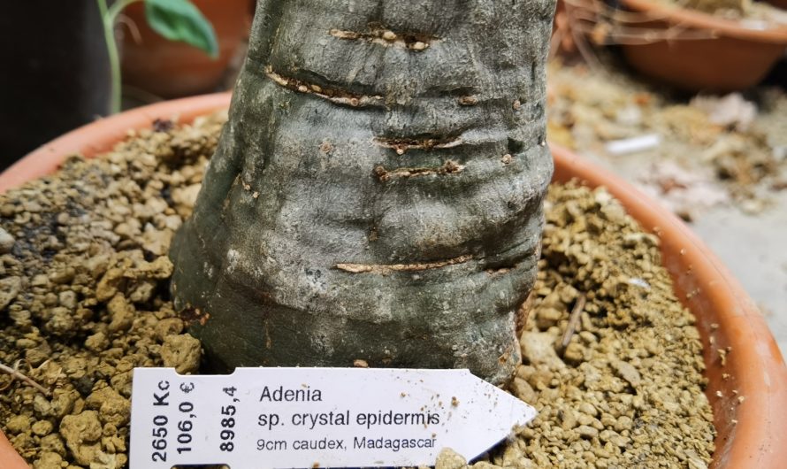 Adenia sp. crystal epidermis, Madagascar, 8985 – 2x