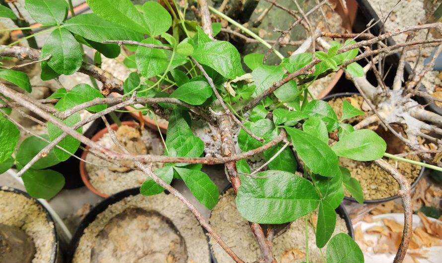 Commiphora orbicularis 2x, Madagascar, 8980