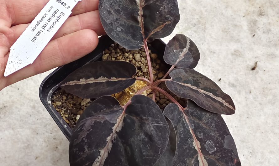 Euphorbia nadiae red labatii