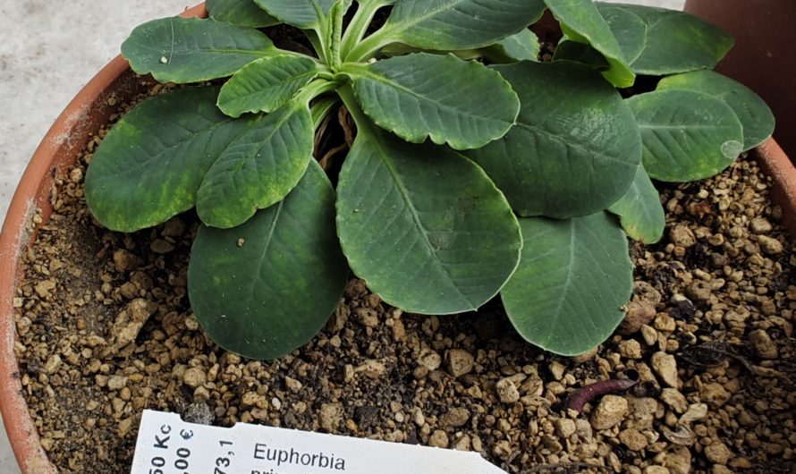 Euphorbia primulifolia