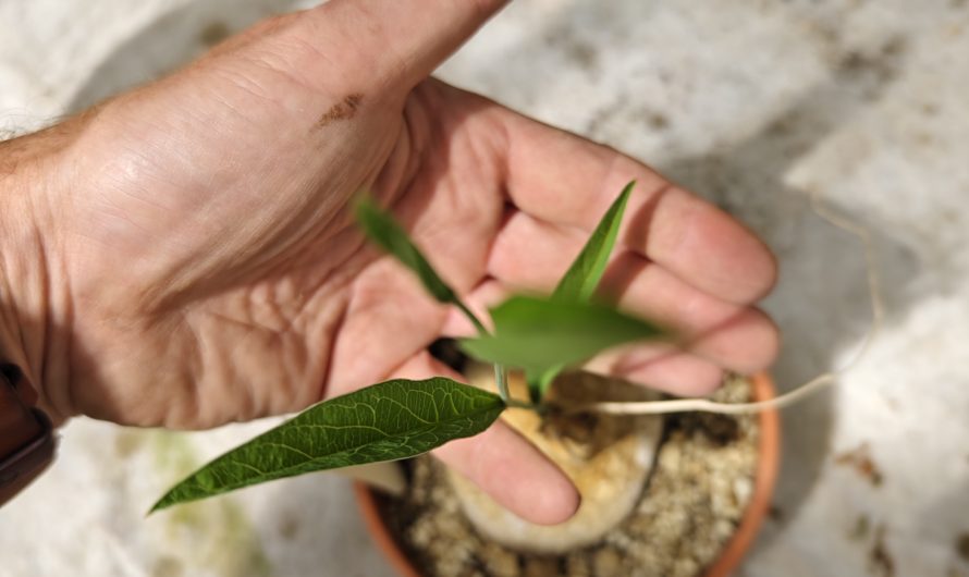 Adenia sp. narrow leaf
